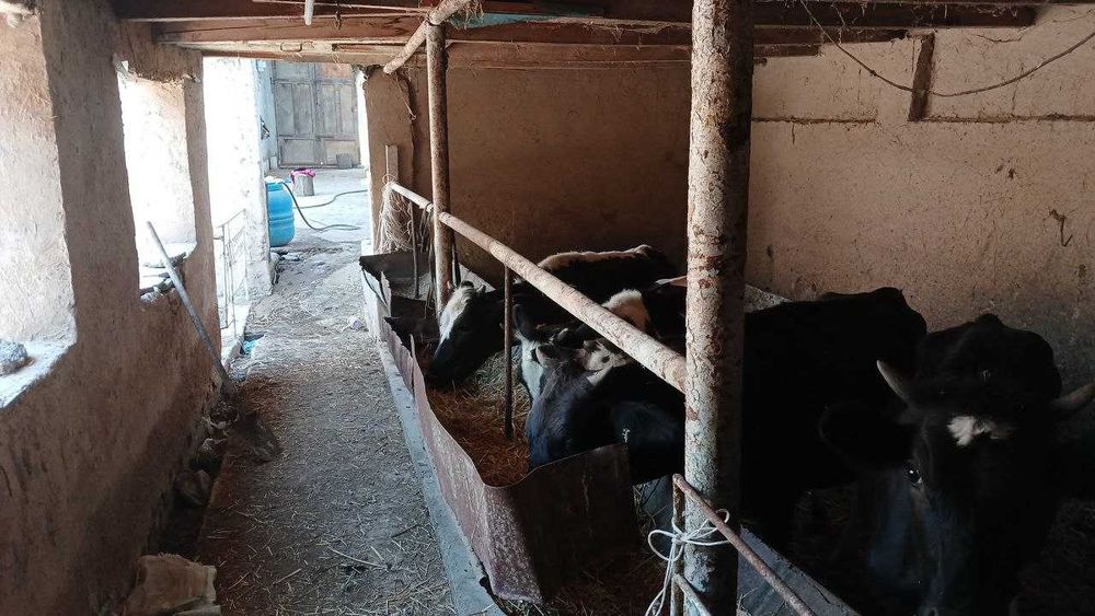 Uy Nazarbek Tekstil, 6 sotix. Zudlik bilan SOTILADI