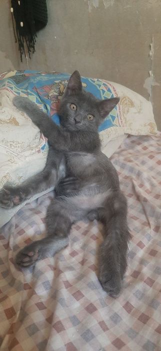 Продам котёнка заботливому хозяину