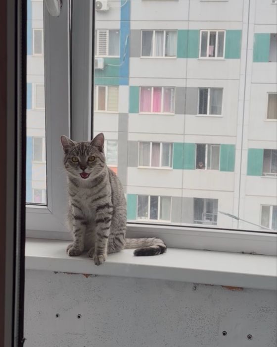 Шотландец мальчик 1 год