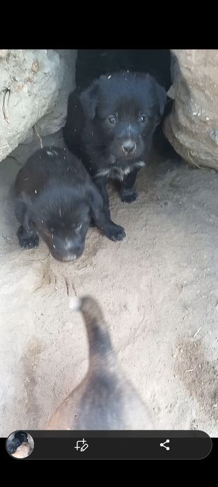 Oxotnik kuchuklari bor 5 dona100mingdan