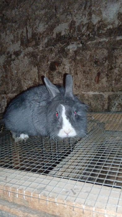 Disponibili iepuri diverse rase