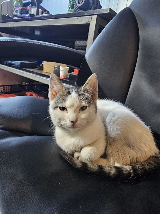 URGENT – adopție pui de pisică