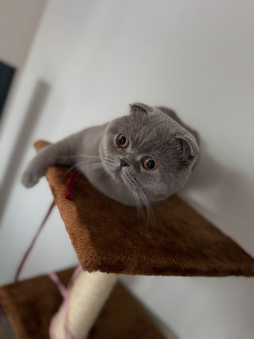 Scottish Fold Lilac – Motan pentru montă