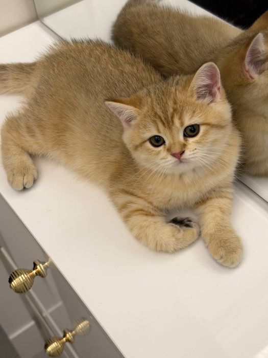 Britanski zolotiy shinshila