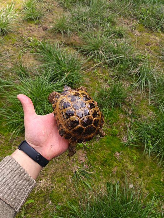 Toshbaqalar hamma razmeri bor Черепашки разные размер