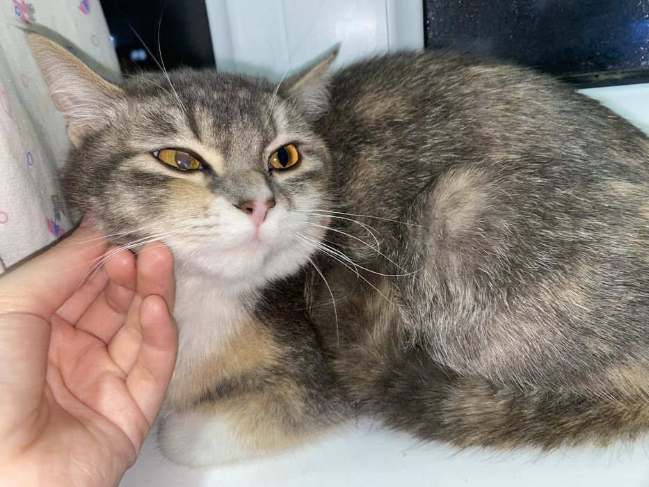 Срочно продается кошка