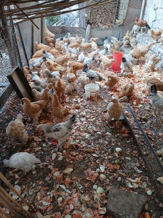 Брама товуук жужалар сотилади