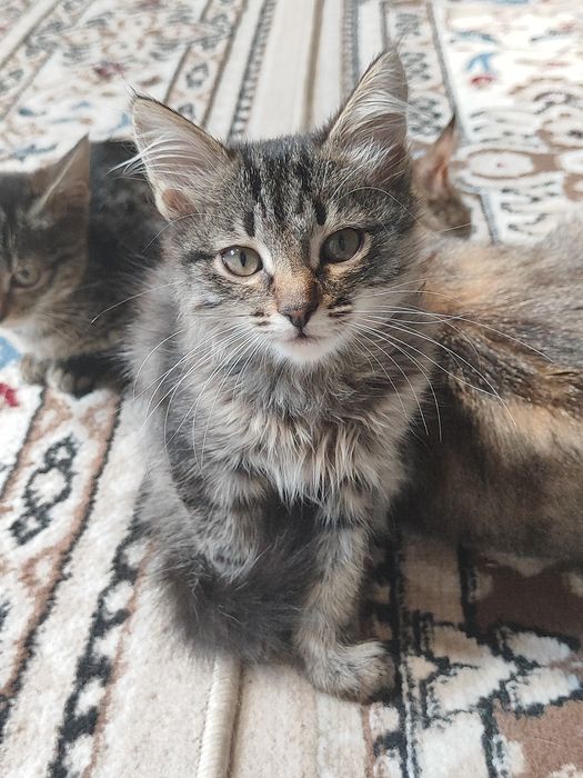 Отдам котята бауырластар 2