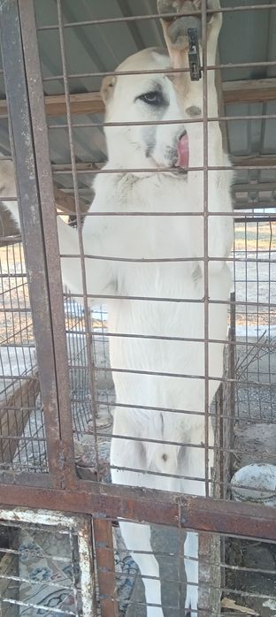 Продам сабака Алабай