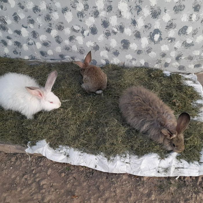 Куёнлар сотаман.