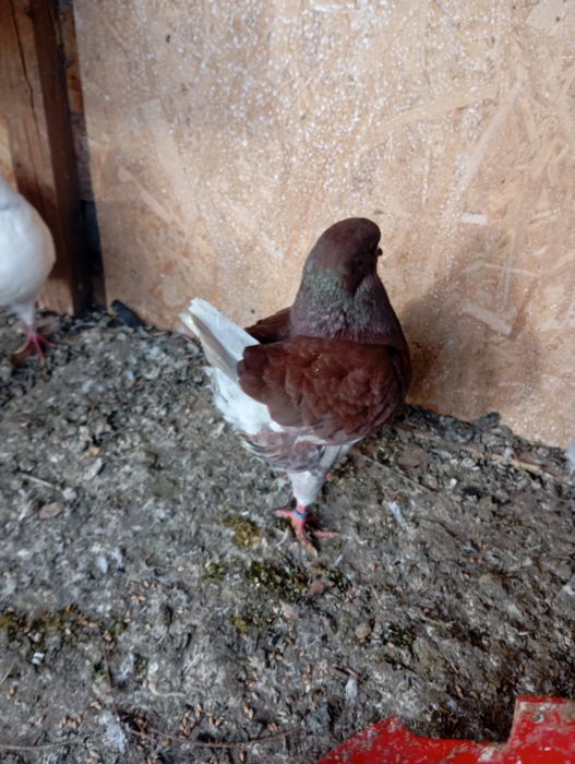 King și Caranulati de Oradea dau la schimb cu alte rase.