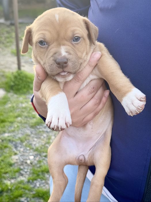 Pui de Amstaff disponibili