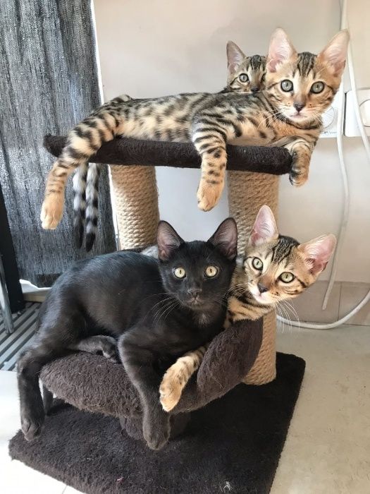 Бенгал-меланист на вязку.