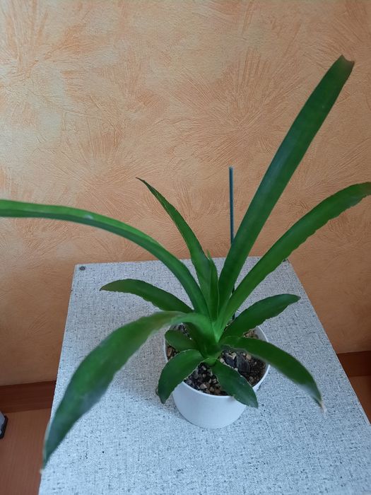Сансевиерия сортовая.