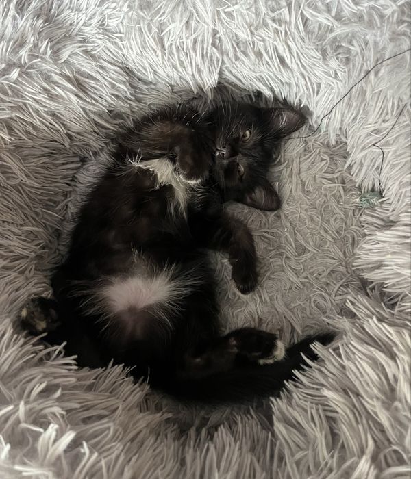 Отдам всеядного котёнка )