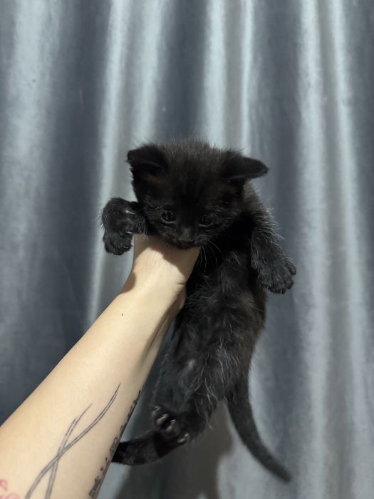 Ищем добрых хозяев для котят