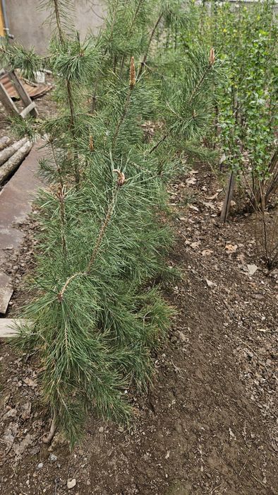 Сосна          .