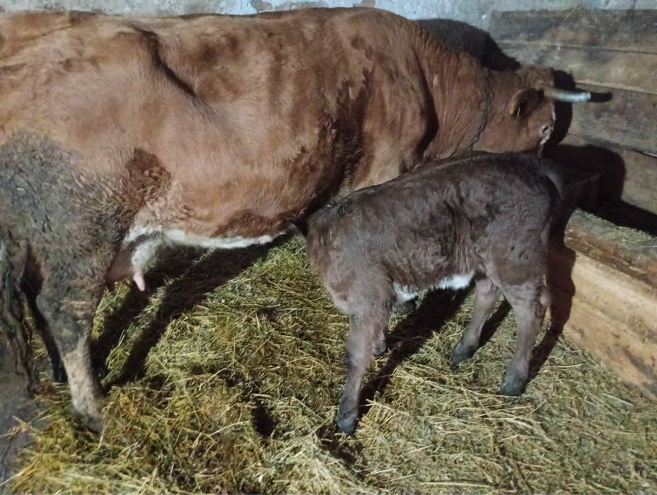 Vaca de vanzare buna de lapte