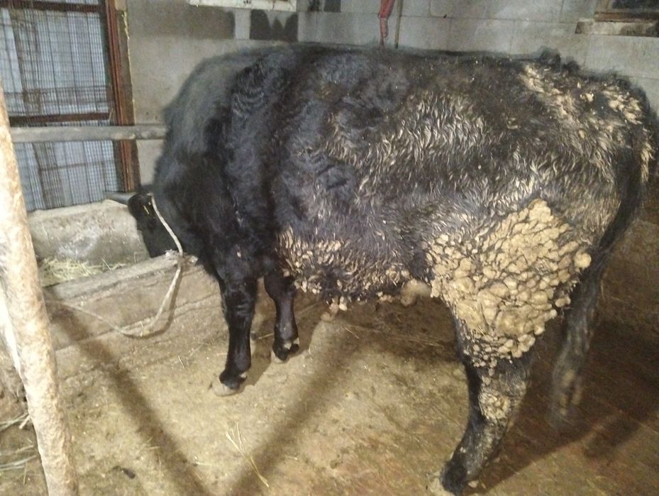 Бычек полторашка откорм