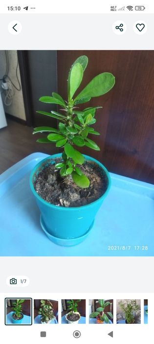 Комнатные растения