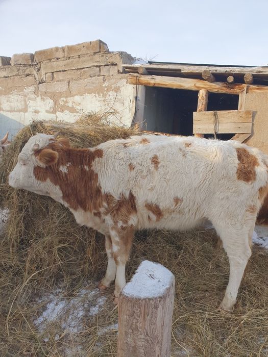 Продам тёлочки 2 головы