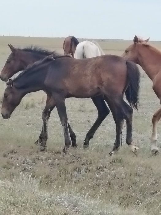 Жеребчики молодые 310 000 тыс.