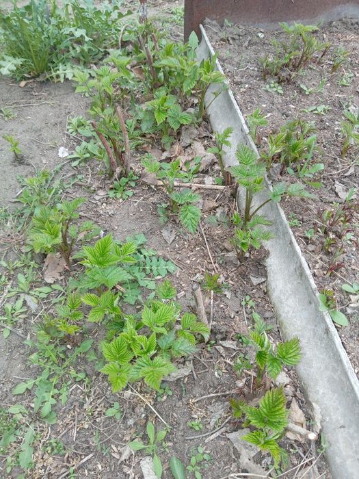 Крыжовник, Малина, Смородина кусты