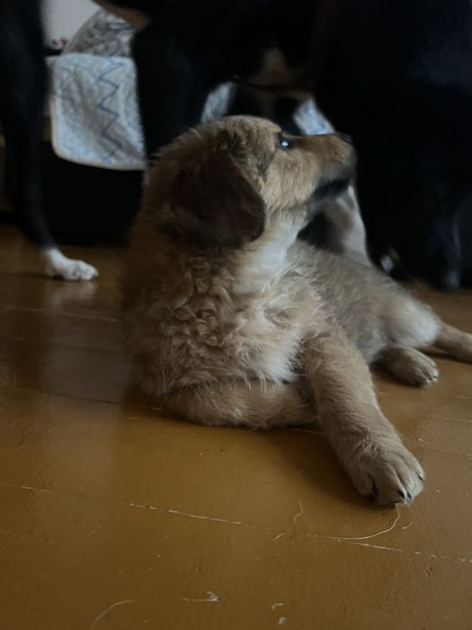 Отдам щенка в добрые руки.