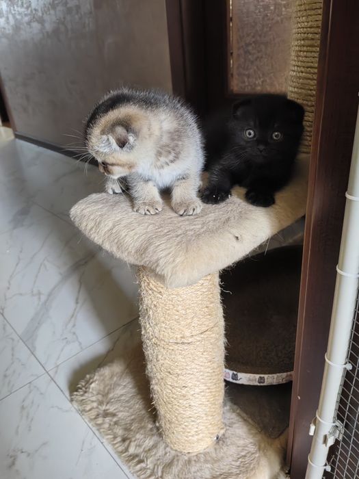 Шотландски клепоухи котета