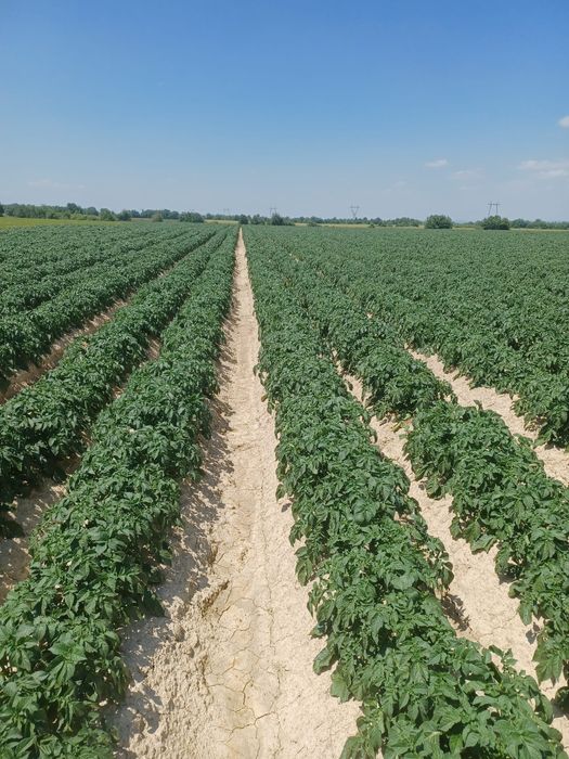 Cartofi samanta certificati din elita si prima inmultire Riviera, Ariz