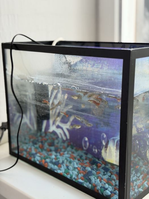 Аквариум балықтарымен сатылады