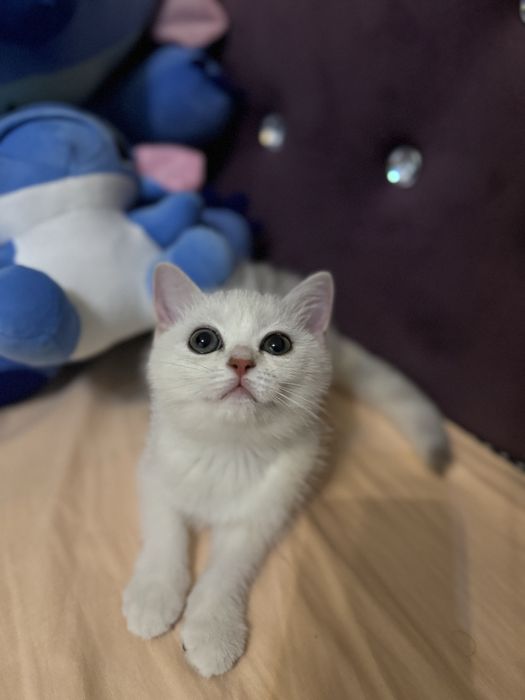 Серибриская шиншила котёнок