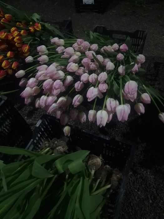 Тюльпаны крупные