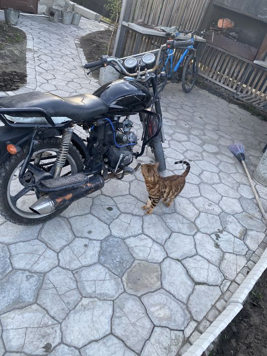 Продам мопед альфа