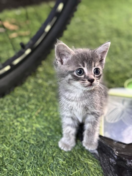 Отдам котят в хорошие руки)