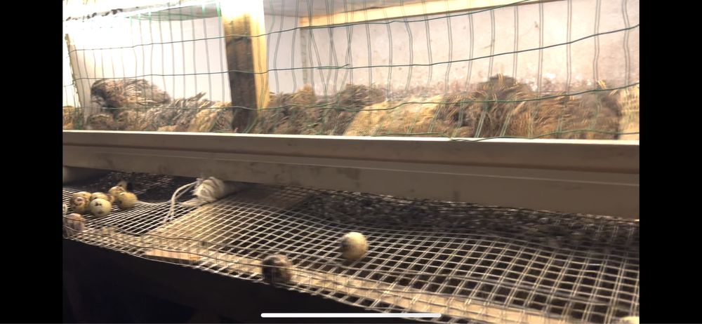 Япон манжур. Сер тухум бедана сотилади