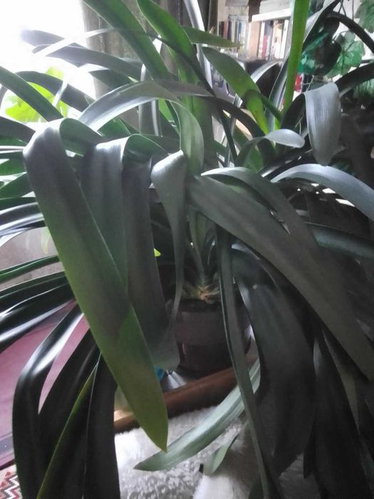 цвете -Кливия -..