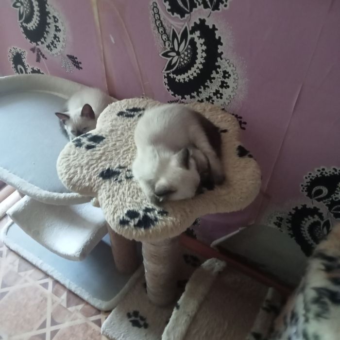 Отдам котят в надёжные добрые руки.