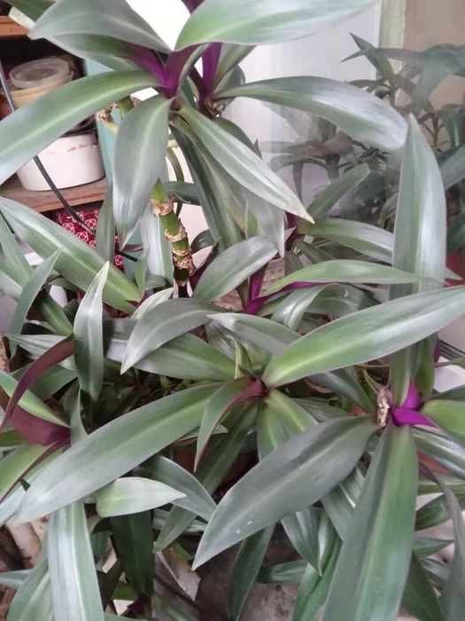 Продам комнатные цветы