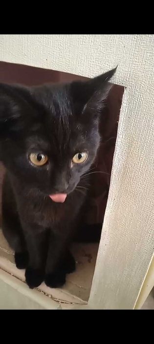 Кошечка (самка)Отдам в добрые руки