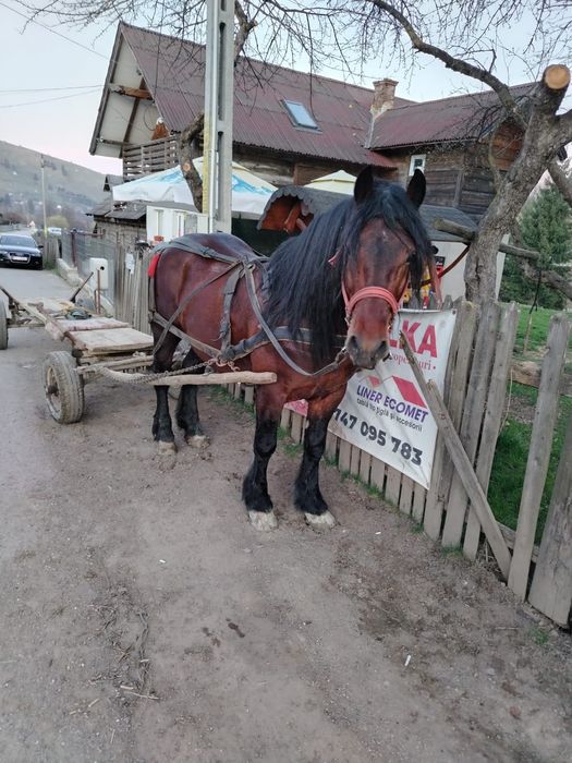 Vând armăsar de 5 ani garantat la tras detalii la telefon