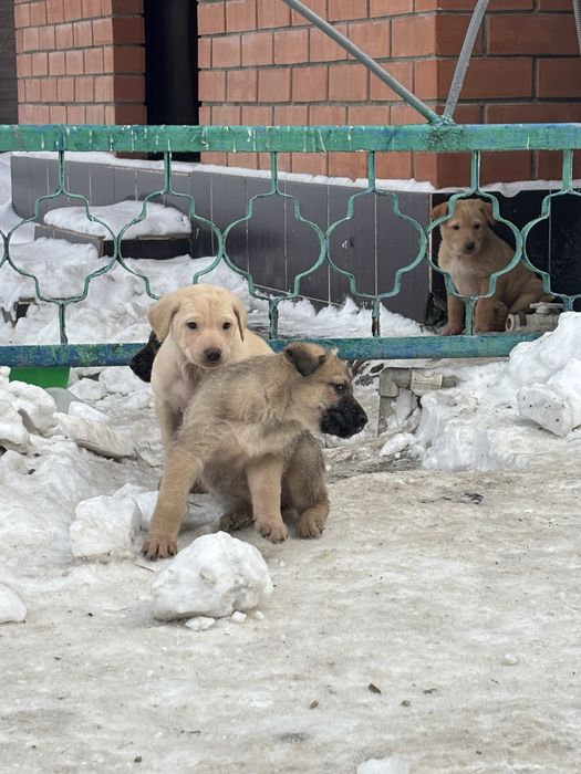 Отдадим щенков в добрые руки