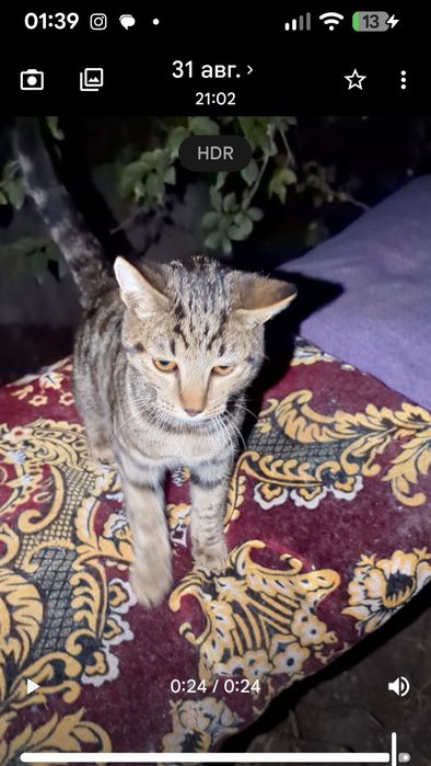 Срочно! Котик, потерялся, или выбросили
