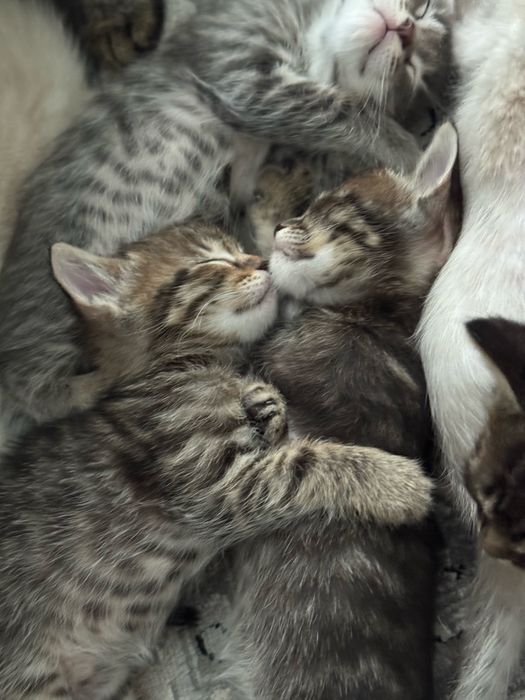 Отдам котят в добрые руки