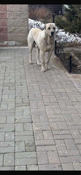 Продам Тобет.                        .