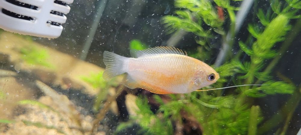 продам пару рыб лябиоза золотая