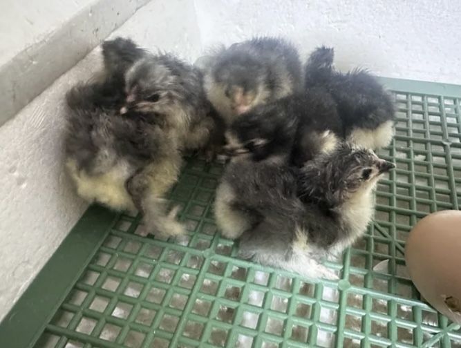 На заказ цыплята брам