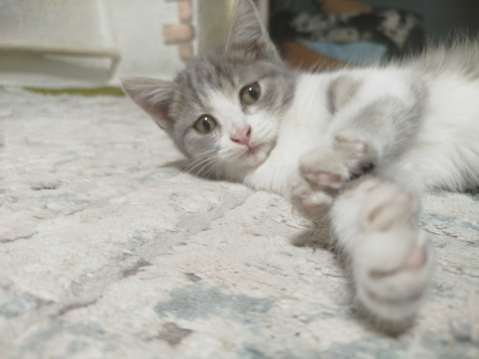 Котёнок девачка милашка