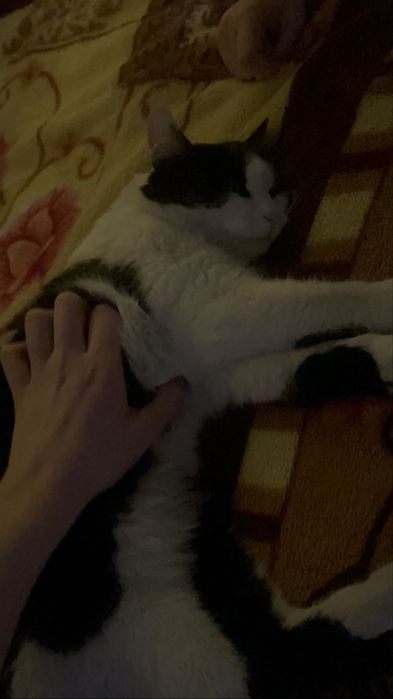 потерялся котик