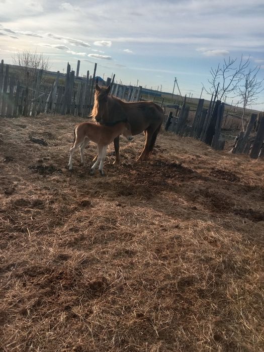 Лошади кабалы и жерибята